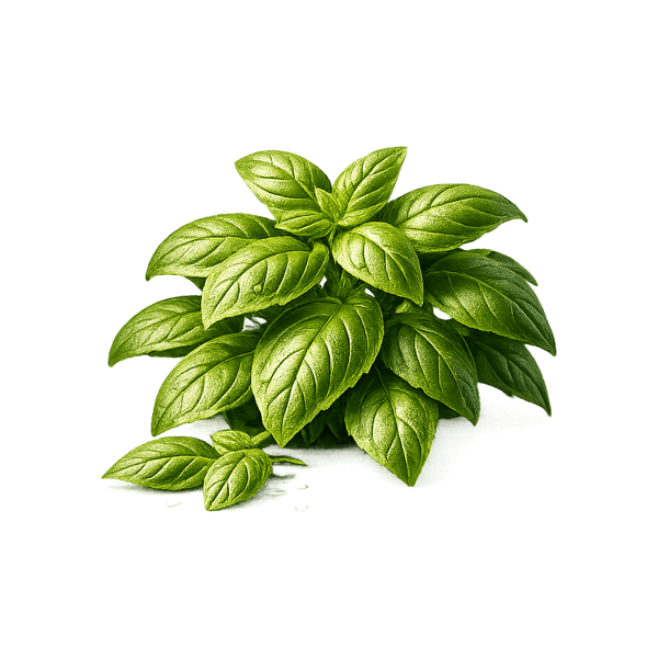 Basil