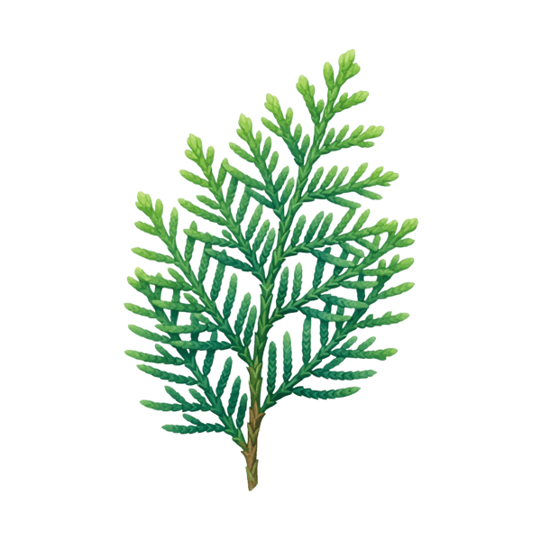 Cedar