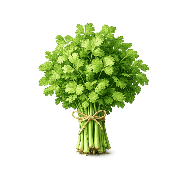 Coriander Seed