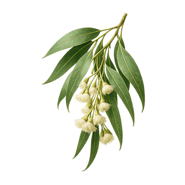 Eucalyptus