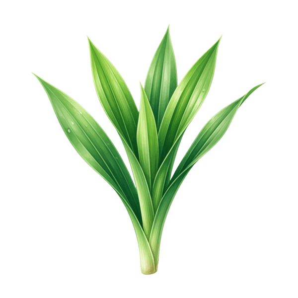 Pandan